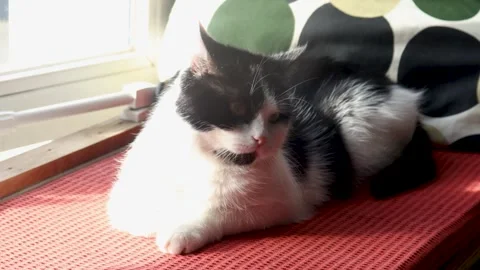 Video of a tuxedo cat laying down in the sun. Видео 332801676