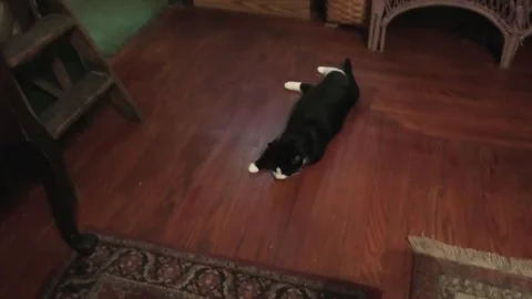 A Video of Two Cats 스톡 동영상 145776779