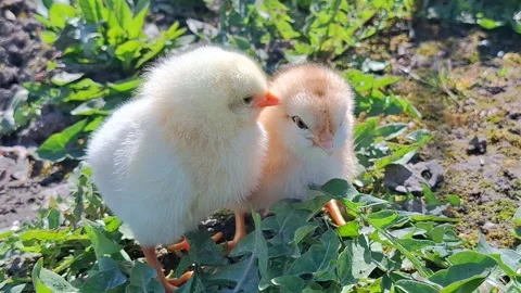 Video with two chicks. 4K Stock Footage 332120615