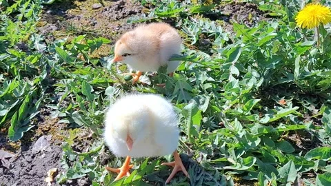 Video with two chicks. 4K Stock Footage 332120616
