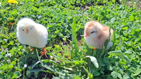 Video with two chicks. 4K Stock Footage 332120621