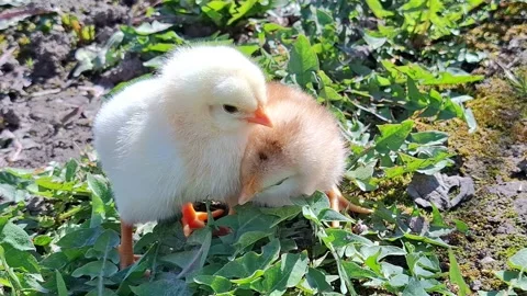 Video with two chicks. 4K Stock Footage 332120622