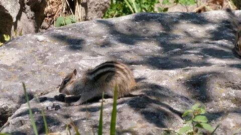 Video of a two chipmunks on the stone in a forest and eating sunflower seeds. Stock Footage 335919447