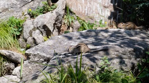 Video of a two chipmunks on the stone in a forest and eating sunflower seeds. Stock Footage 336650084