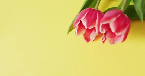 Video of two pink tulip flowers on a yellow surface Stock Footage 338433744