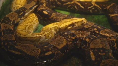 Video of two pythons in a terrarium. Stock Footage 116969058