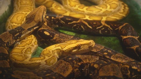 Video of two pythons in a terrarium. Stock Footage 116969066