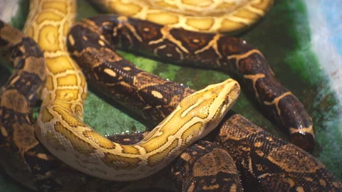 Video of two pythons in a terrarium. Stock Footage 116969159
