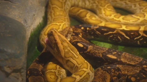 Video of two pythons in a terrarium. Stock Footage 116969268