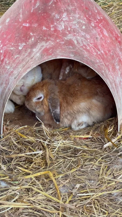 Video of two senior long haired rabbits resting and sleeping peacefully during  Stock Footage 327860358