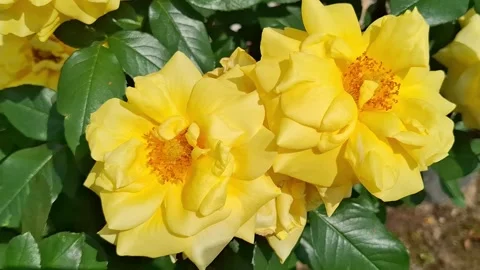 Video with two yellow roses. 4K Stock Footage 310848376