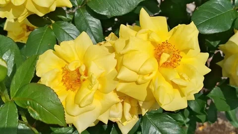 Video with two yellow roses. 4K Stock Footage 310848379