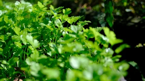 Video UHD camera move beside Coriander, fresh green herb, close up, 4K, Stock Footage 91068665