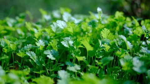 Video UHD close up camera move beside Coriander, fresh green herb, 4K, Stock Footage 91068194