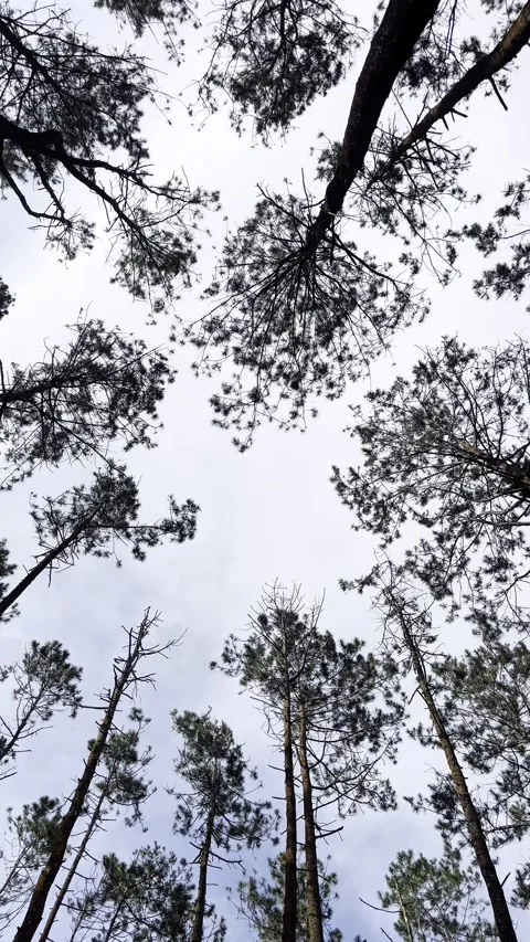 Video from under a tall pine tree swaying in the wind Stock Footage 339075188