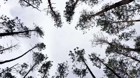 Video from under a tall pine tree swaying in the wind 库存影片 339075223