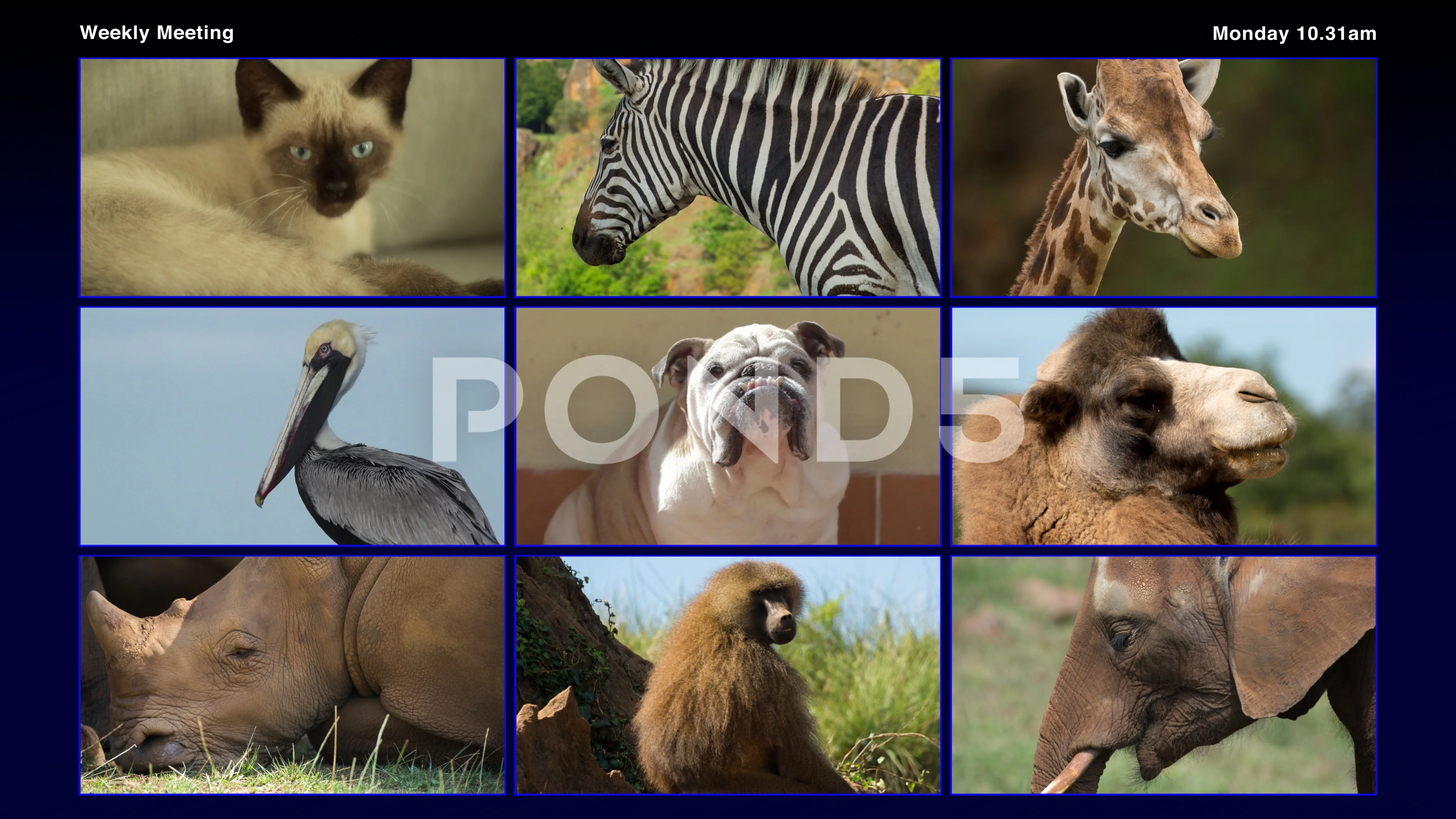 video of a variety of animals having a v... | Stock Video | Pond5