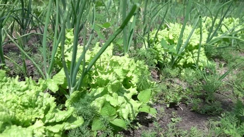 Video of vegetable plot in real slow motion Vídeos de archivo 77481338