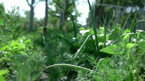 Video of vegetable plot in real slow motion Stock Footage 77516950