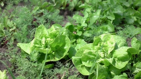 Video of vegetable plot in real slow motion Vídeos de archivo 79569162
