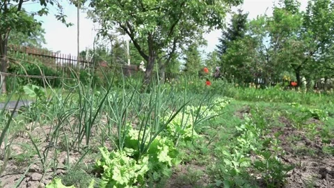 Video of vegetable plot in real slow motion Stock Footage 79799984