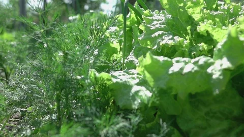 Video of vegetable plot in real slow motion Stock Footage 80018763