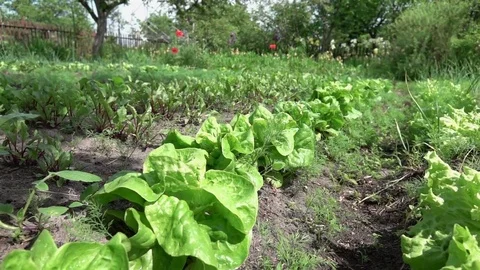 Video of vegetable plot in real slow motion Vídeos de archivo 82472906