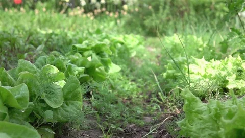 Video of vegetable plot in real slow motion Vídeos de archivo 82472997