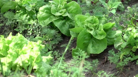Video of vegetable plot in real slow motion Stock Footage 85973505