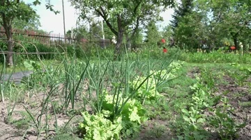 Video of vegetable plot in real slow motion Stock Footage 85990689