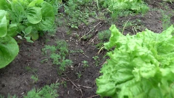 Video of vegetable plot in real slow motion Vídeos de archivo 86015204