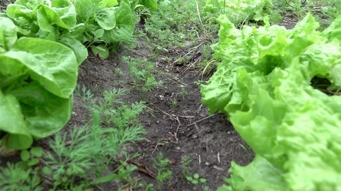 Video of vegetable plot in real slow motion 스톡 동영상 86015247