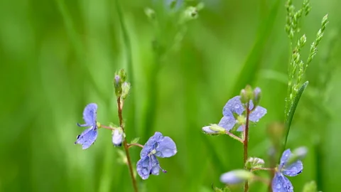 Video of veronica flowers close up Stock Footage 309974317