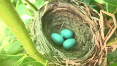 Video View American Robin Nest on a Tree with Three Eggs Stock Footage 201537430