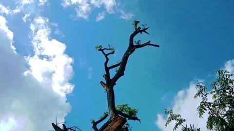 Video View of tall rain trees with a blue sky background with white clouds Stock Footage 311430699