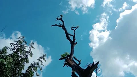 Video View of tall trees with a blue sky and white clouds in the background Stock Footage 311430730
