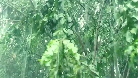 Video View of trees and rain Stock Footage 229329154