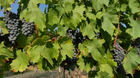 Video vineyard Side Stock Footage 67580501