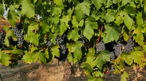 Video vineyard Side Stock Footage 67580524
