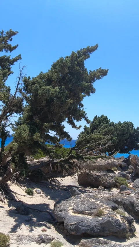 Video of a walk among the juniper cedar trees at Kedrodasos, Crete Stock Footage 337211443