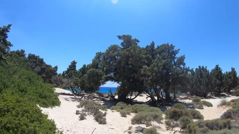 Video of a walk among the juniper cedar trees at Kedrodasos Beach in Crete. Stock Footage 344090086