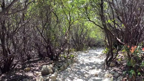 Video of walking on a rocky path between forest trees during the day Stock Footage 281800402
