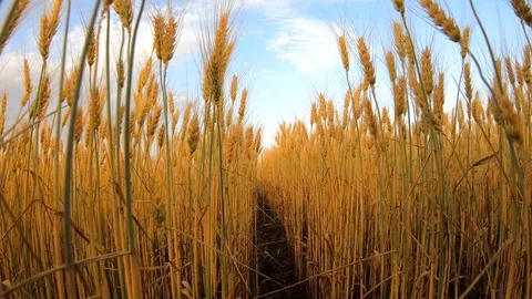 VIDEO Walking through yellow wheat field before the crop is being harvested Stock Footage 109848615