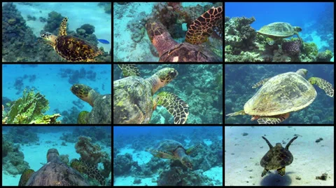 Video Wall Turtle Swimming over Coral Reef Stock Footage 39608075