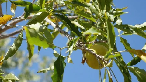 Video of walnut tree in 4K Stock Footage 78636555