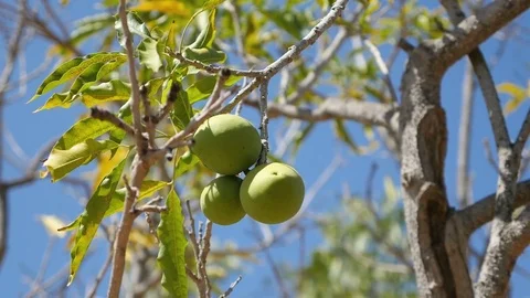Video of walnut tree in 4K 動画素材 79092651