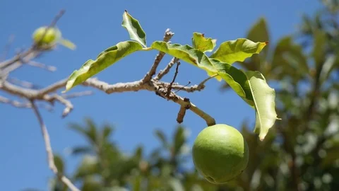 Video of walnut tree in 4K Stock Footage 83952793