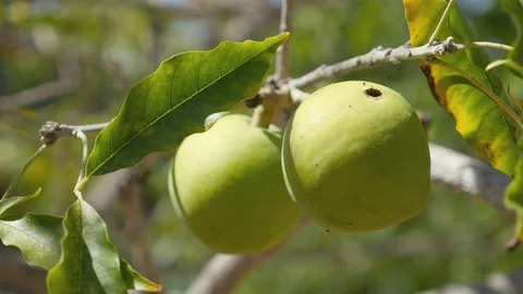 Video of walnut tree in 4K Stock Footage 87341849