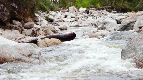 Video of water running strong in a river with stones. Concept nature and rivers. Stock Footage 238968970