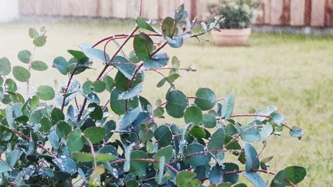 Video of watering the eucalyptus bush at the backyard Stock Footage 132210532